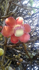 Couroupita guianensis