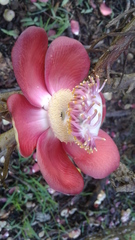 Couroupita guianensis