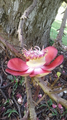 Couroupita guianensis