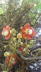 Couroupita guianensis