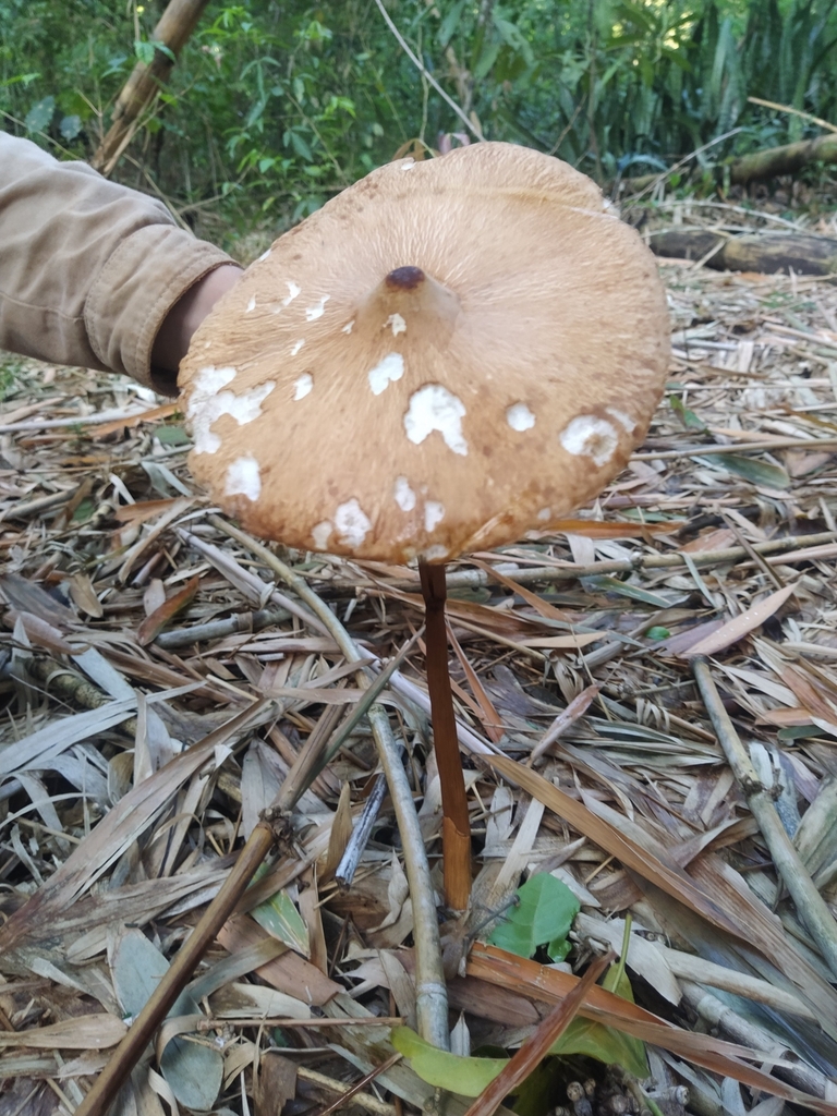 Macrolepiota capelariae · October 2021 · photo: © lucasmantelo (iNaturalist, cc-by)