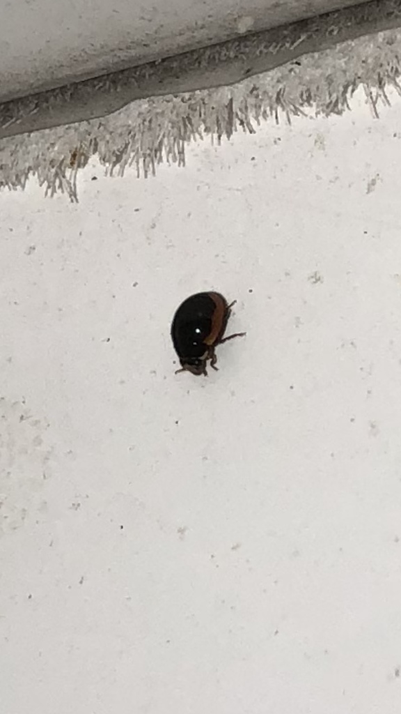 Hyperaspis caseyi
