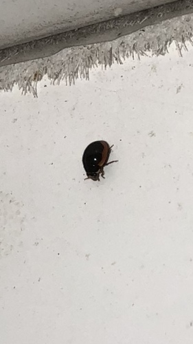 Hyperaspis caseyi photographed in Oklahoma
