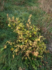 Xanthium orientale riparium