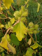 Xanthium orientale riparium