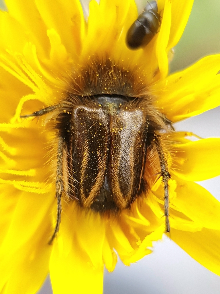 Eulasia bombylius