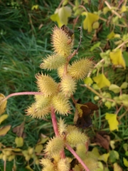 Xanthium orientale riparium