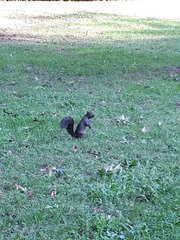 Sciurus carolinensis