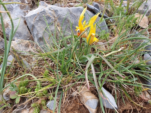 Tulipa sylvestris image