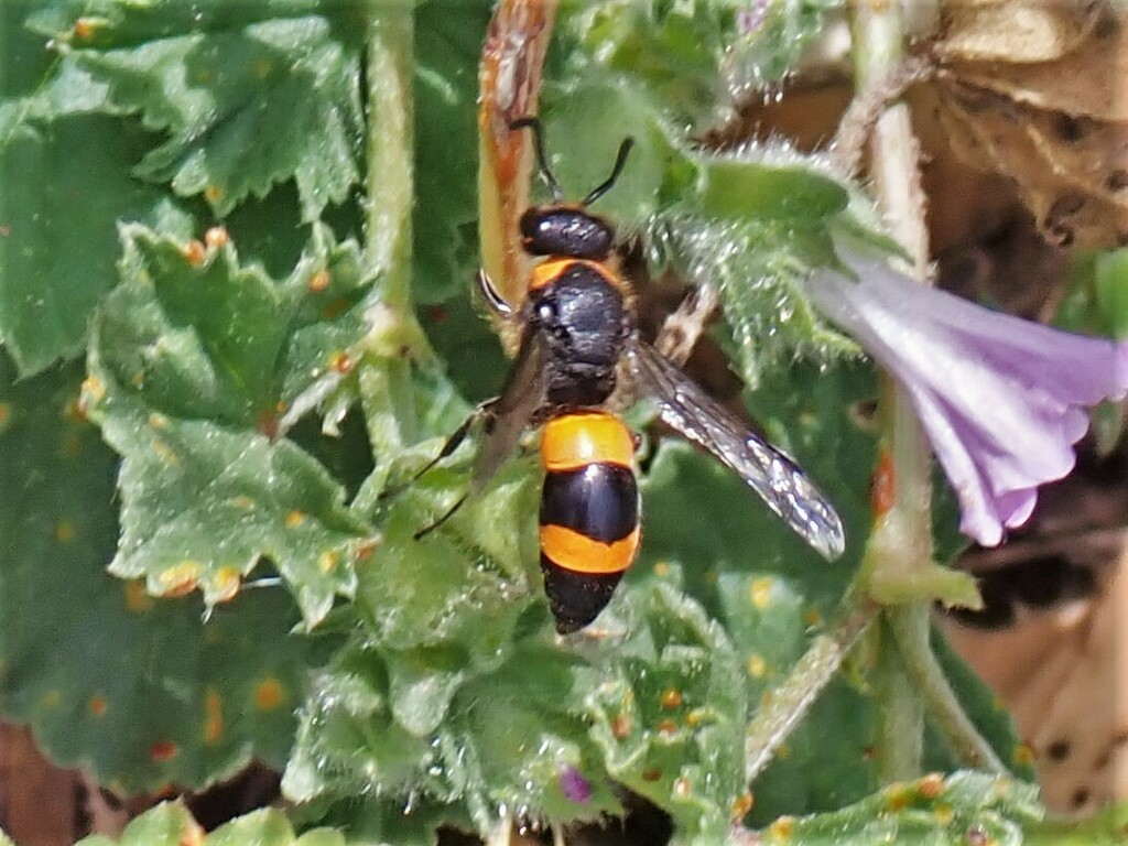 Ancistrocerus ebusianus