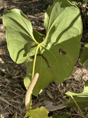 Anthurium hoffmannii, photograph (c) Mark Richman, some rights reserved (CC BY)