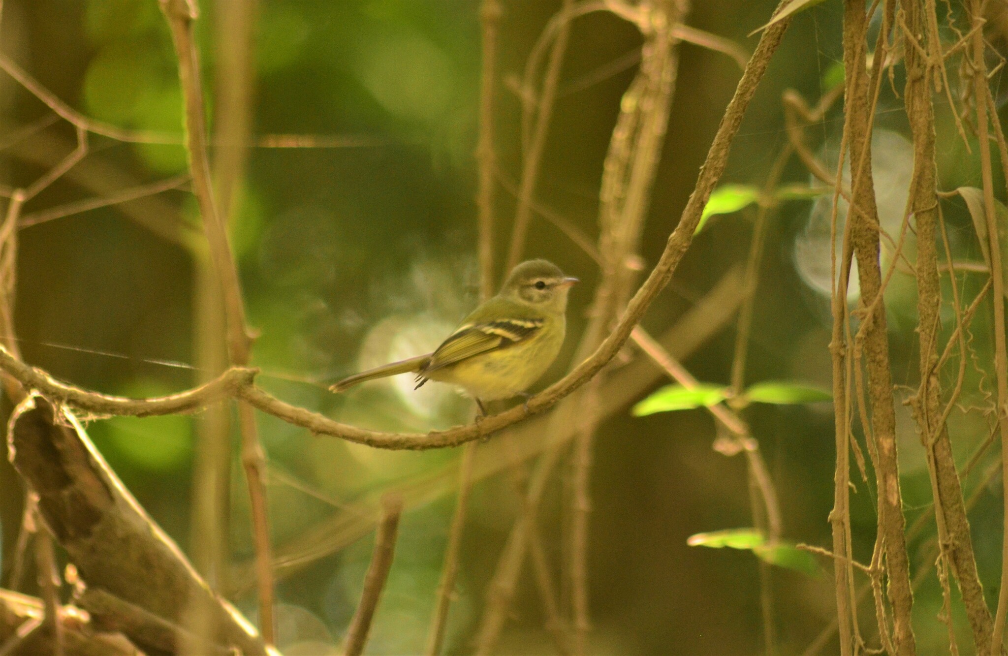 Greenish Tyrannulet (Phyllomyias virescens), photo 4