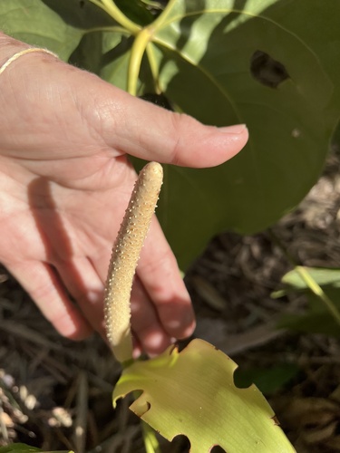 Anthurium hoffmannii, photograph 4