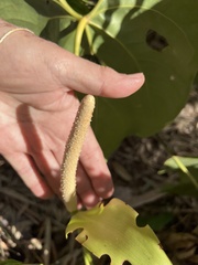 Anthurium hoffmannii, photograph (c) Mark Richman, some rights reserved (CC BY)