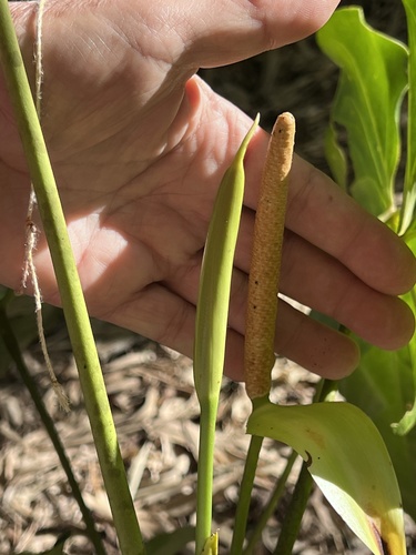 Anthurium hoffmannii, photograph 3