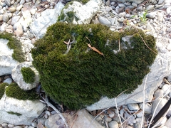 Cinclidotus fontinaloides