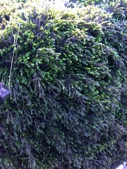 Cinclidotus fontinaloides