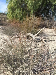 Eriogonum fasciculatum foliolosum