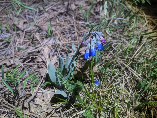 Image of Mertensia macdougalii by (c) Alina Martin, some rights reserved (CC BY)