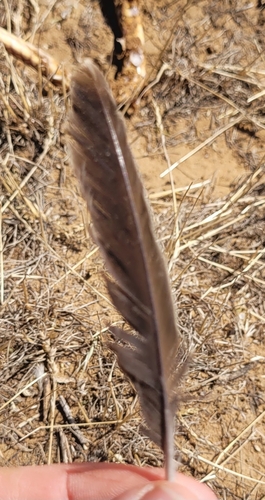 Plume de Alouette calandre