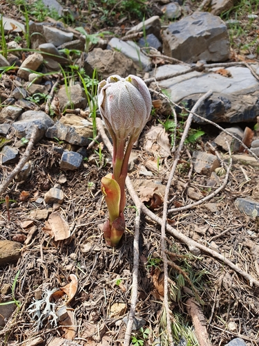 Image of Paeonia algeriensis by (c) Mehdi Chetibi, some rights reserved (CC BY)