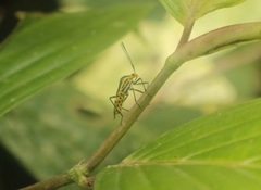 Hypselonotus linea