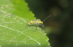 Hypselonotus linea