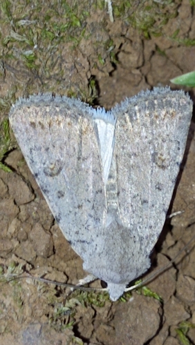 sivkavec štvorbodý (Caradrina clavipalpis)