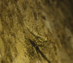 Liturgusidae