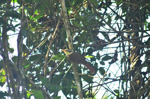 White-collared Foliage-gleaner