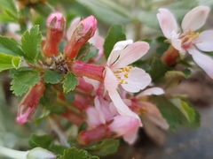 Prunus prostrata image