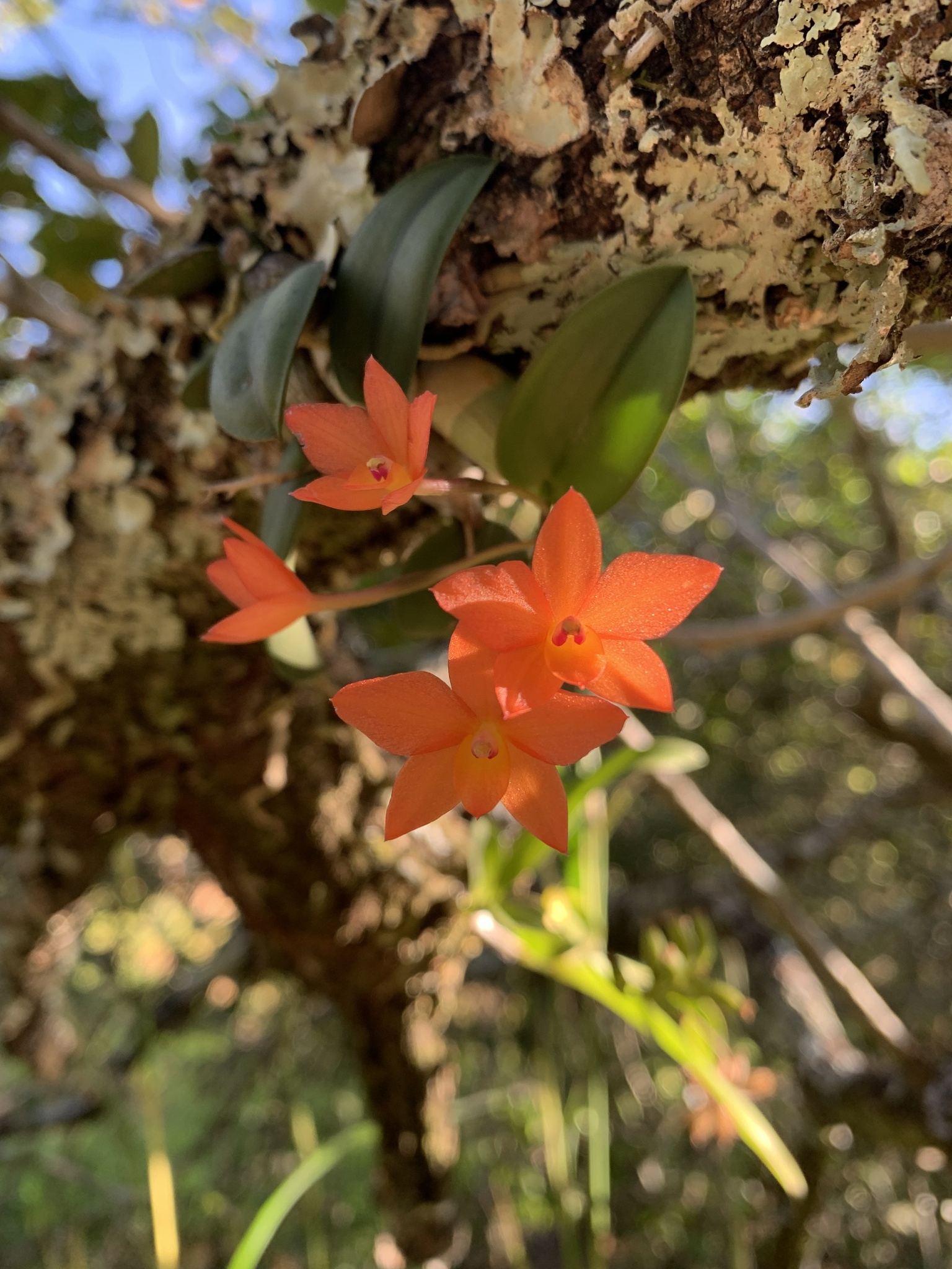 Cattleya cernua