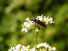 Anastrangalia dubia