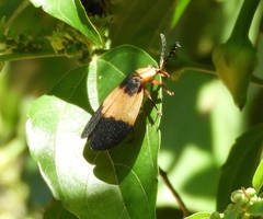Lycus sallaei