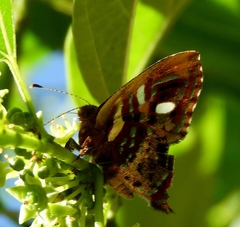 Anteros carausius carausius