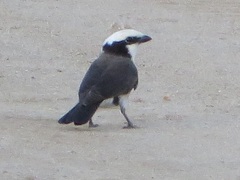 Eurocephalus ruppelli