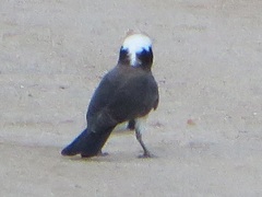 Eurocephalus ruppelli