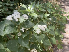 Ageratina adenophora image