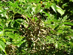 Piptadenia obliqua