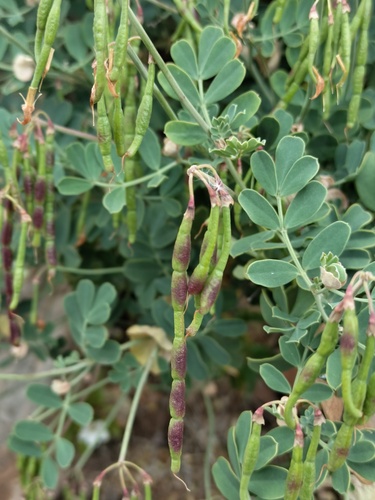 Coronilla valentina image