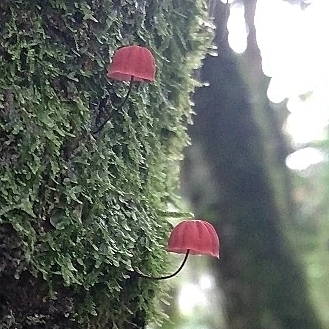 Marasmius haematocephalus · May 2023 · photo: © lelacappelli (iNaturalist, cc0)