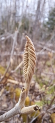 Viburnum lantanoides image