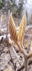 Viburnum lantanoides image