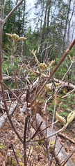 Viburnum lantanoides image