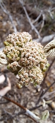 Viburnum lantanoides image