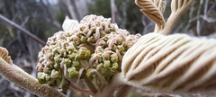 Viburnum lantanoides image