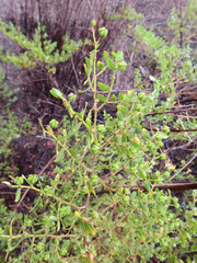 Larrea nitida