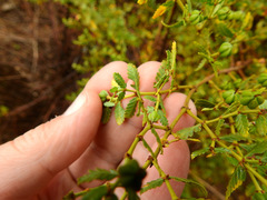 Larrea nitida