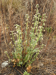 Lecanophora