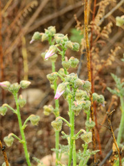 Lecanophora